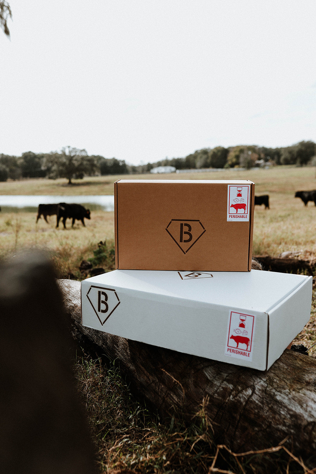 Carnivore Low and Slow Box