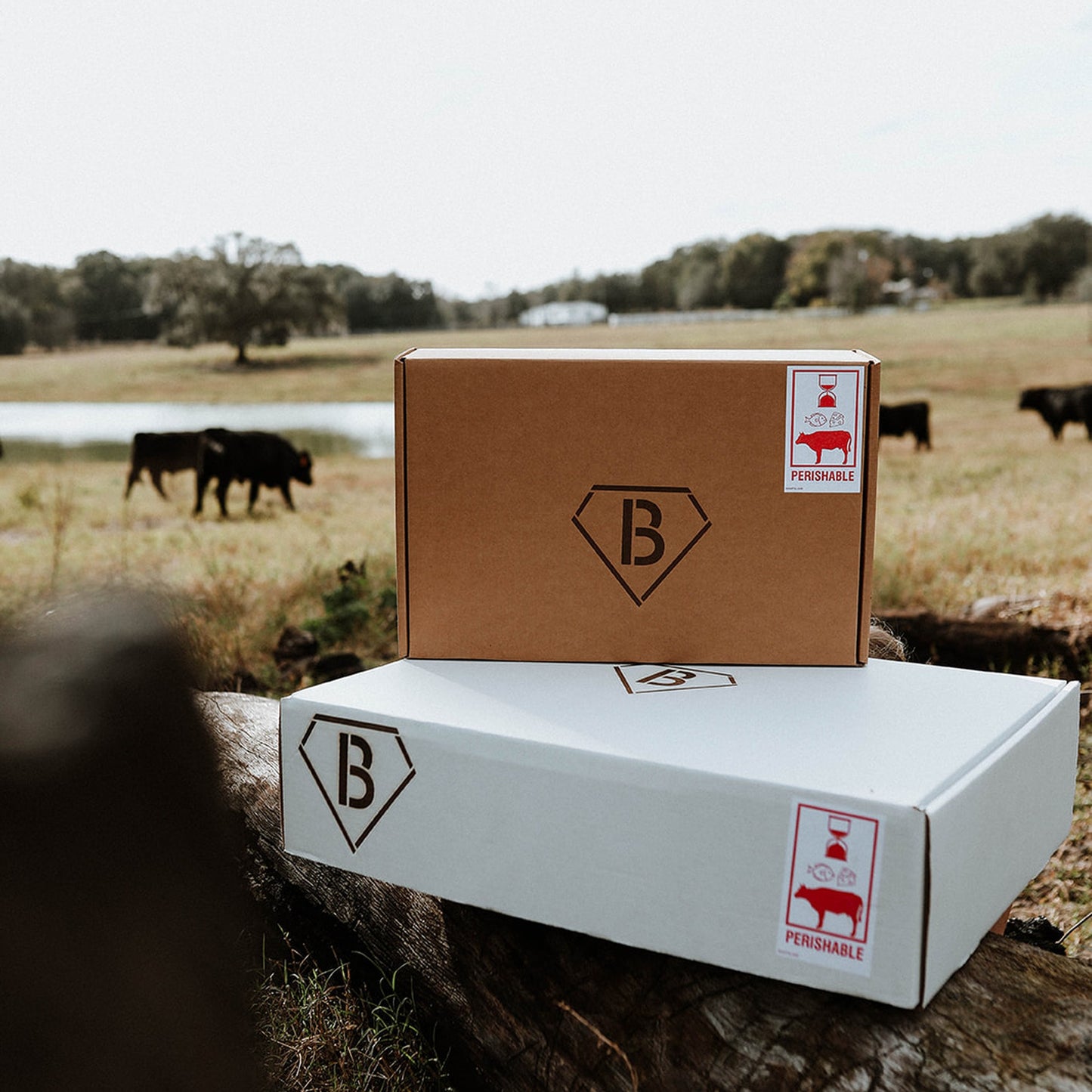 Carnivore Low and Slow Box
