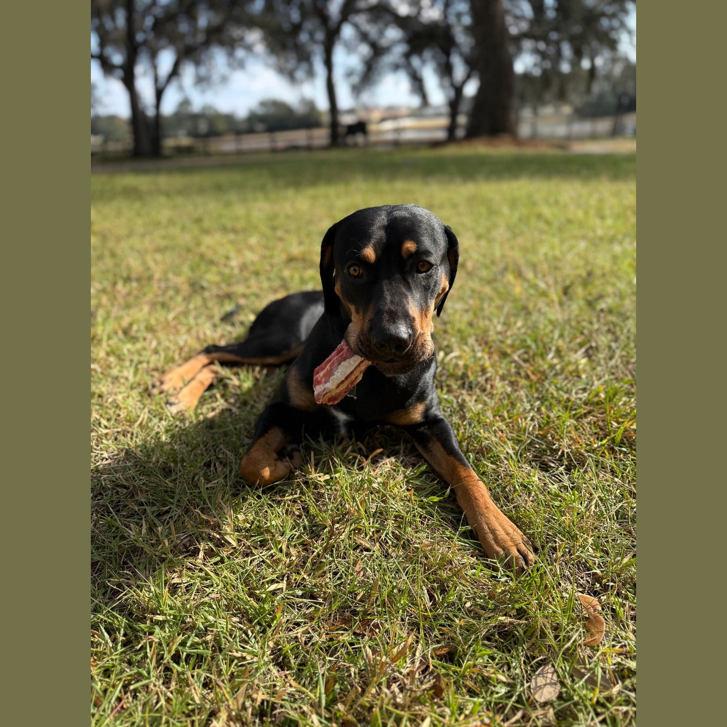 Beef Rib Bones for Dogs