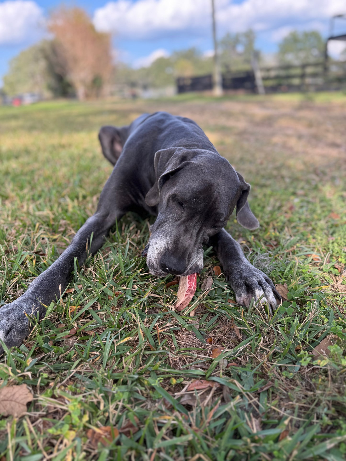 Beef Rib Bones for Dogs