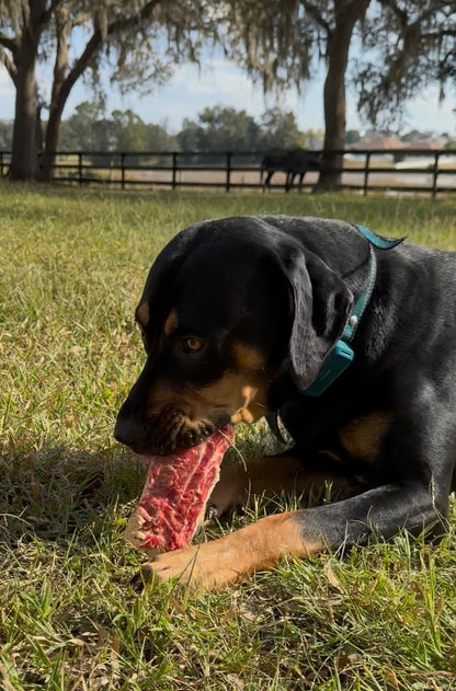 Beef Rib Bones for Dogs